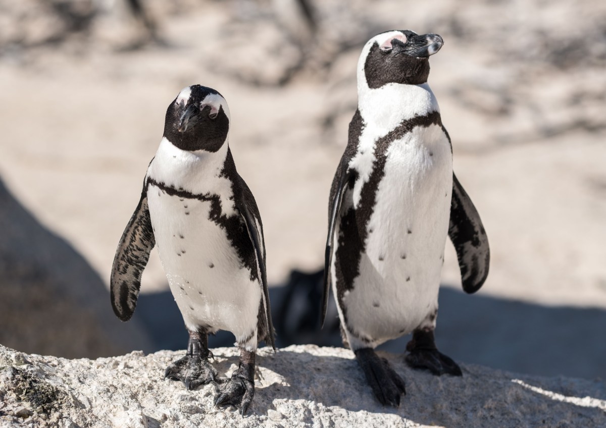 CapetownRiepko Krijthe096-Edit