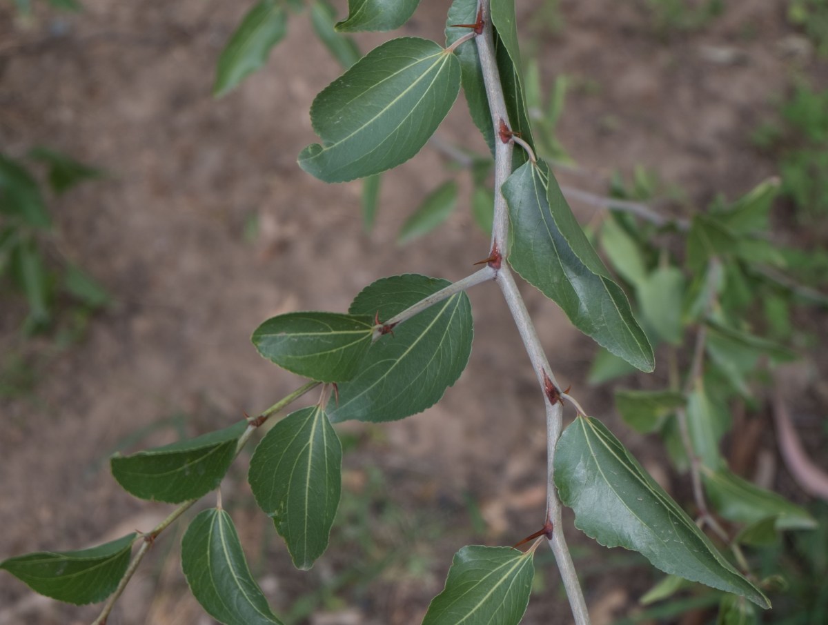 DouglasRiepko Krijthe263.jpg