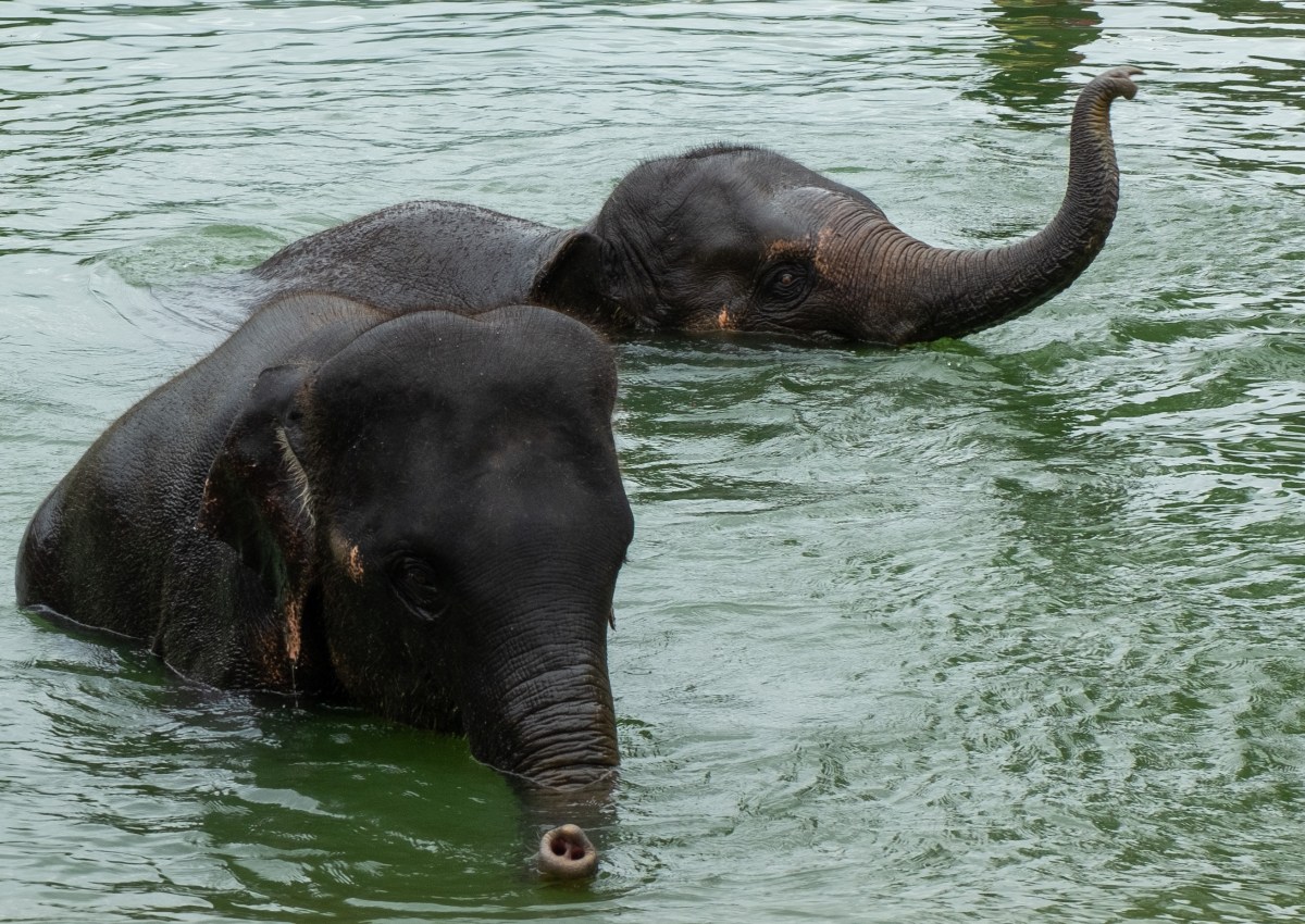 Riepko.Krijthe1-21 2.jpg