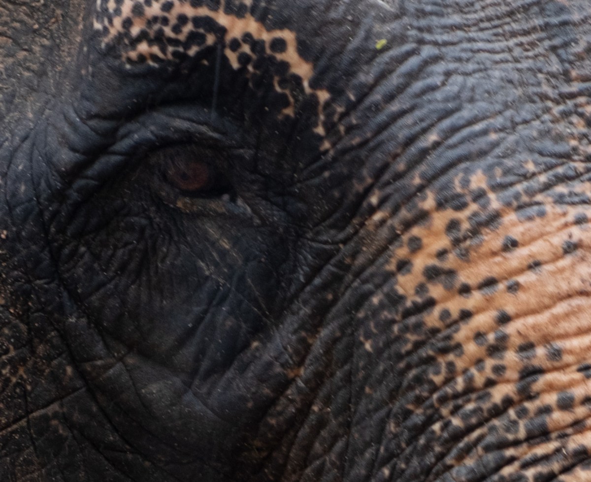 Riepko.Krijthe1-8 3.jpg