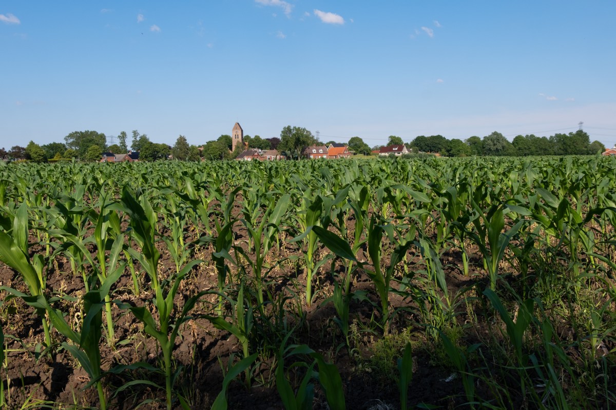 201906 "Godlinze"Riepko Krijthe9-Edit.jpg