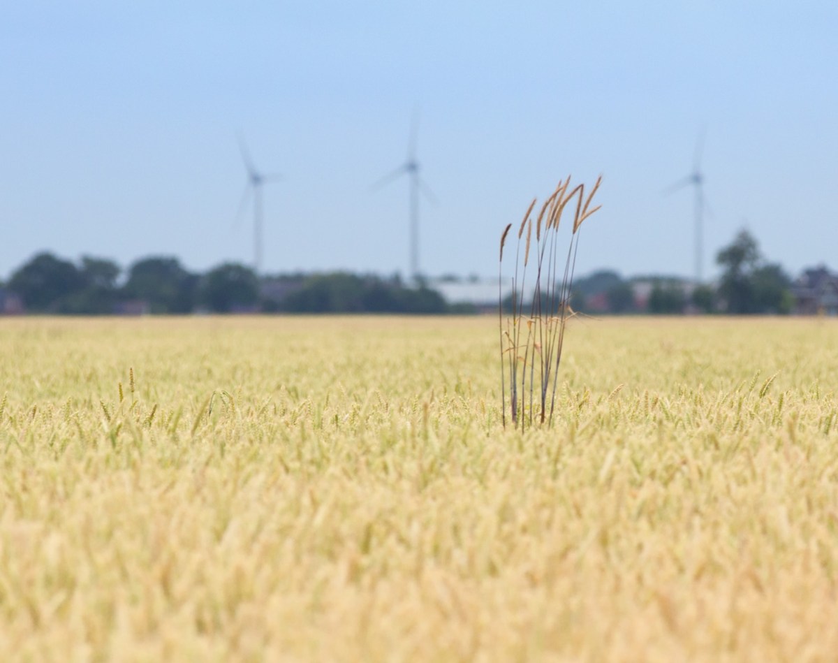 201907 "Ommetje Garsthuizen"Riepko Krijthe61.jpg