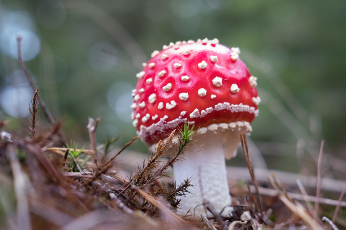 201909 Lunteren Gerard & GrietaRiepko Krijthe13-Edit