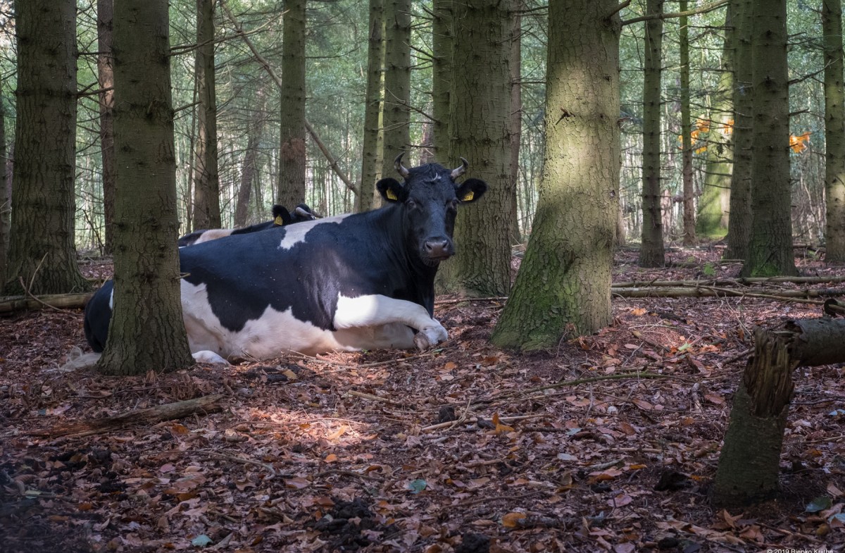 201909-Lunteren-Gerard-&amp;-GrietaRiepko-Krijthe44-Edit-2