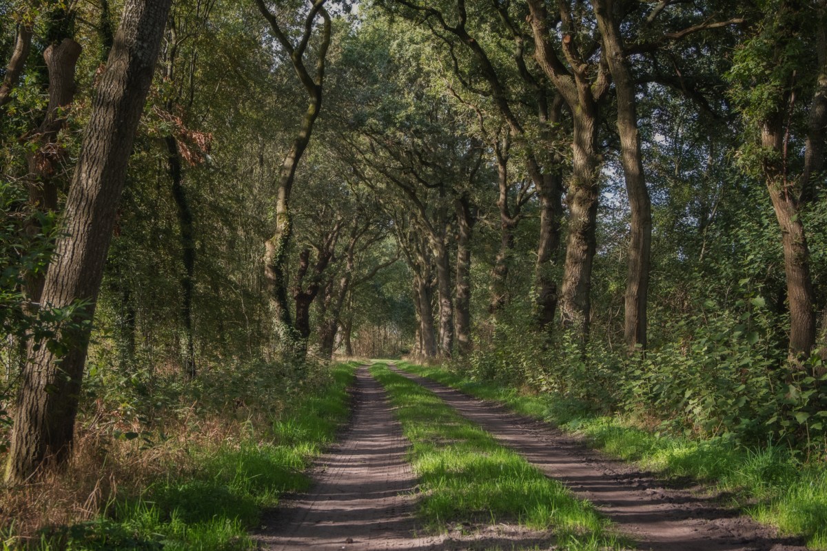 201909 SellingenRiepko Krijthe37-Edit.JPG