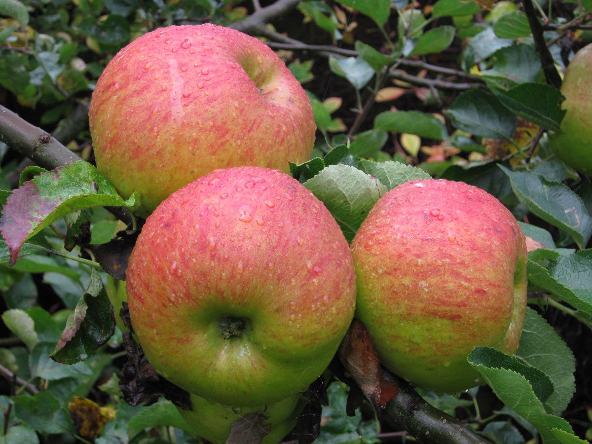 Bramley's_Seedling_Apples.jpg