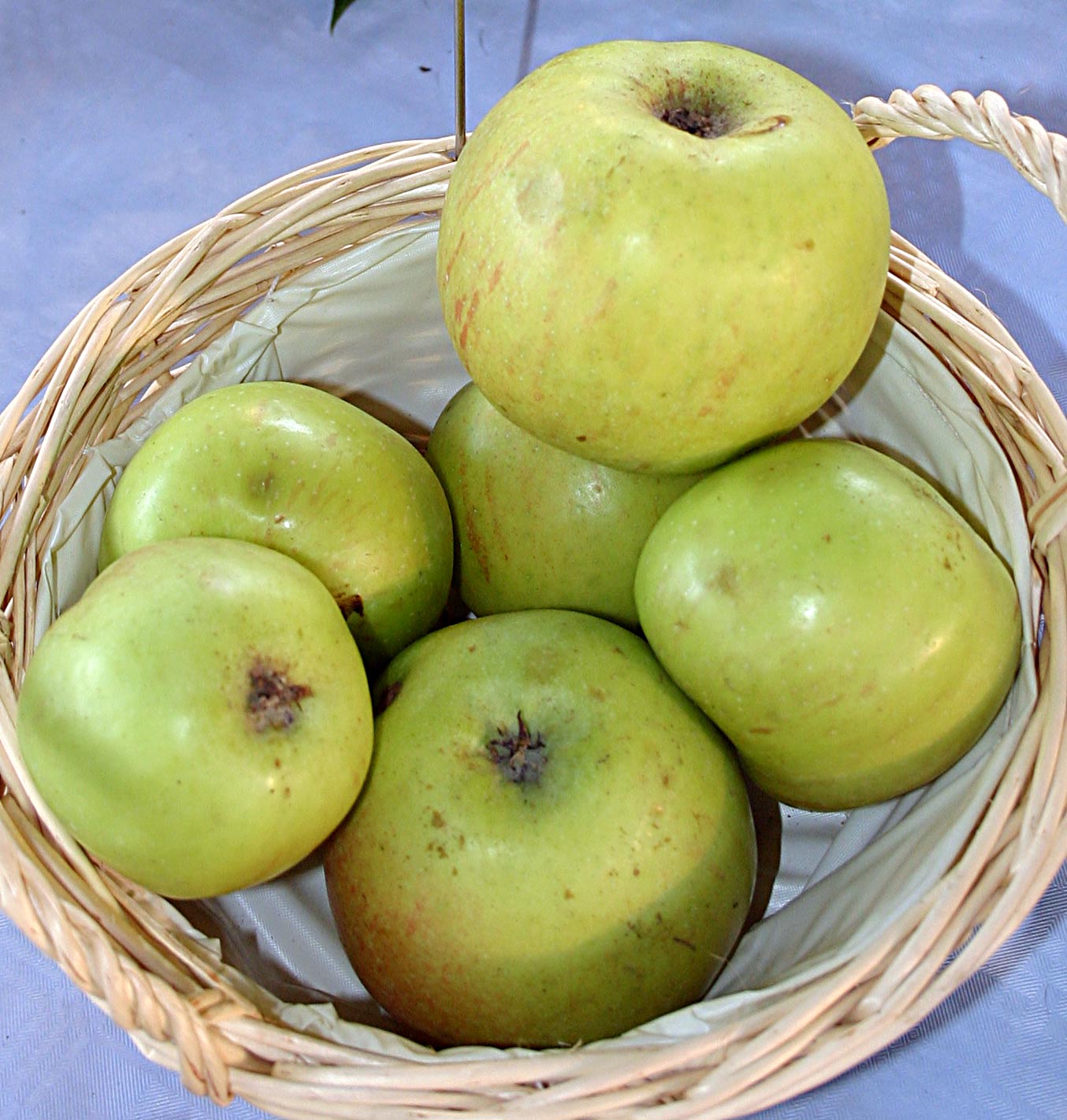 Malus-Natarisapfel.jpg